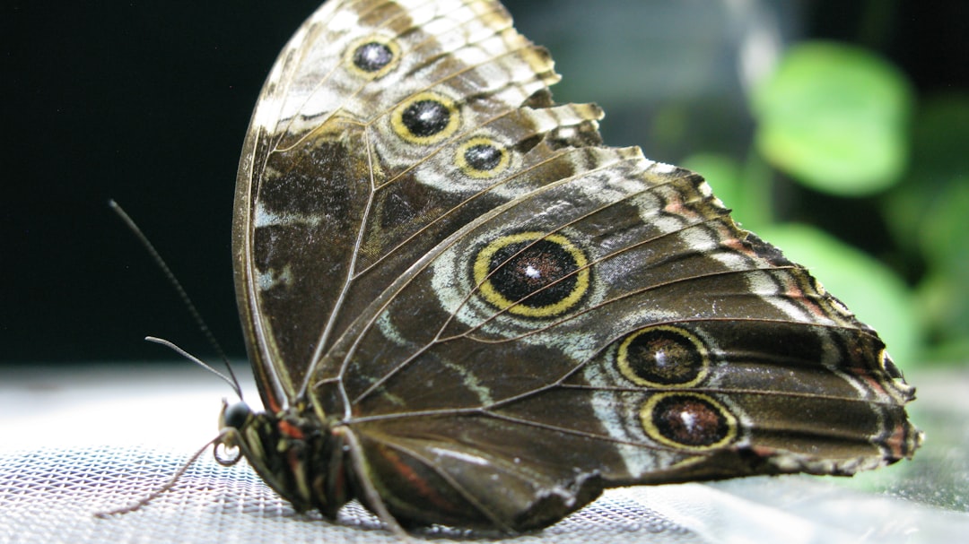 Close-up of a brown butterfly with intricate circular patterns and eye spots on its wings, resting on a light surface with a blurred green background.