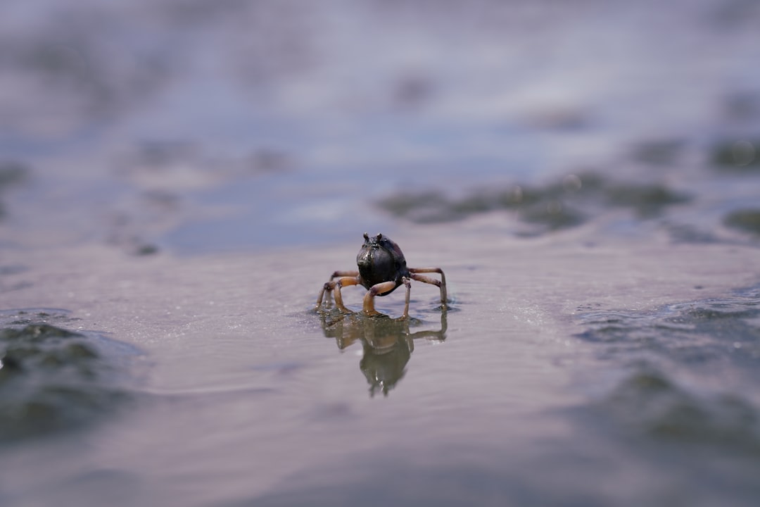 A small crab stands alone on wet sand with water in the background, its reflection visible on the smooth surface. The image is focused on the crab, blurring the surroundings.