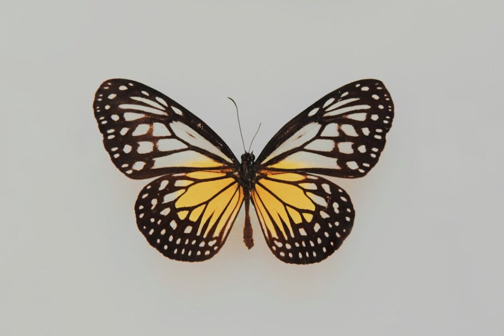 A monarch butterfly with orange and black patterned wings is displayed against a plain white background.