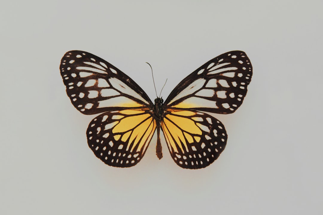 A monarch butterfly with orange and black patterned wings is displayed against a plain white background.